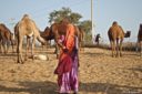 fiera cammelli pushkar