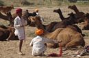 fiera cammelli Pushkar