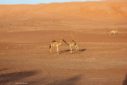deserto cammelli oman