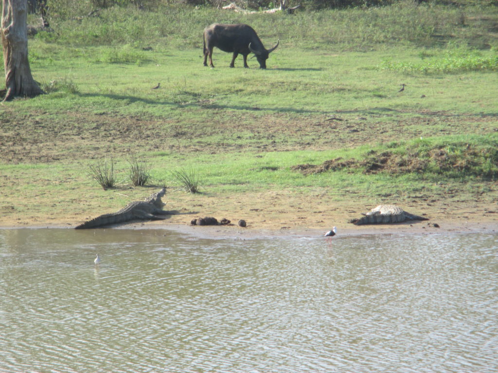 bufali e coccodrilli a yala park