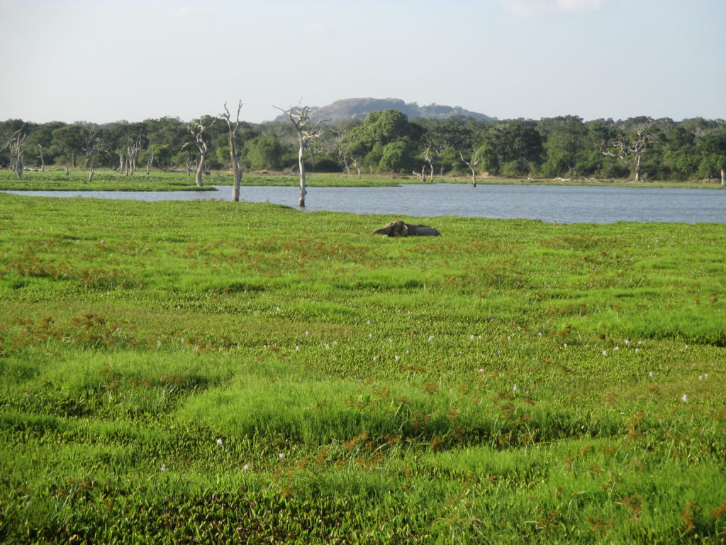 elefante a yala park
