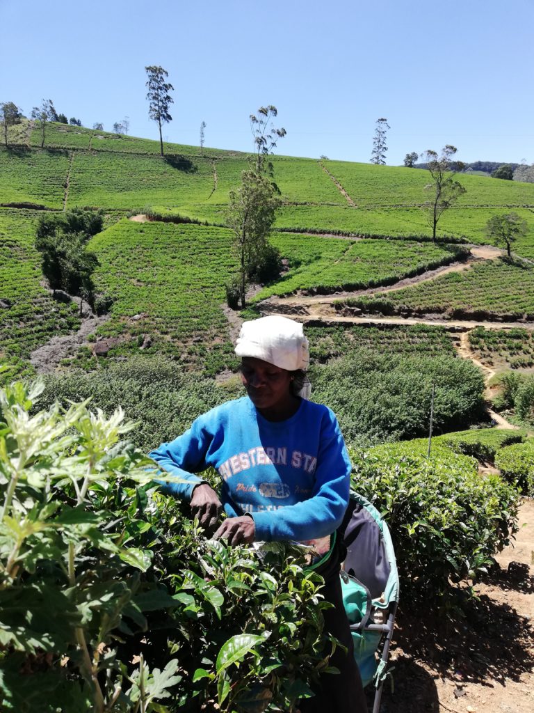 donne raccolgono tè