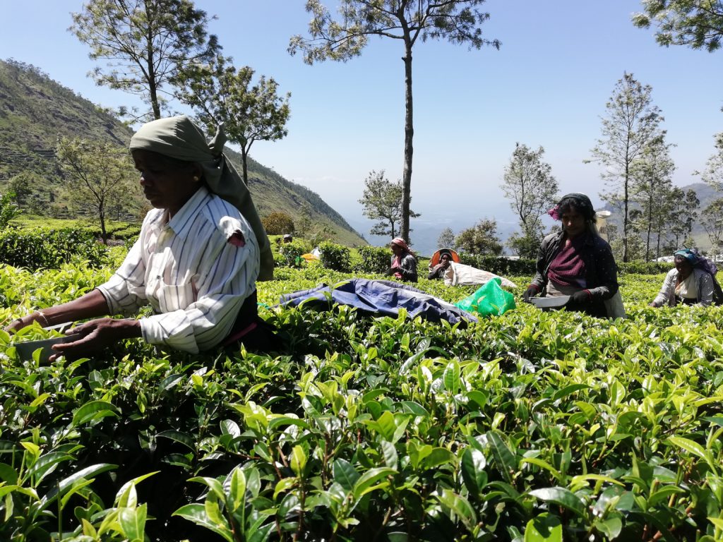 viaggio in Sri Lanka