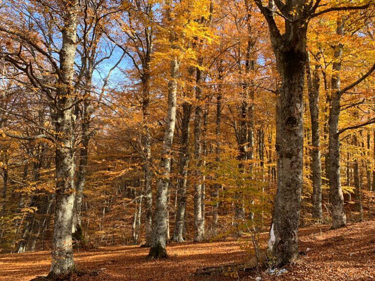 Basilicata on the road